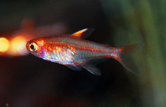 Hyphessobrycon Amandae (Vuurtetra)