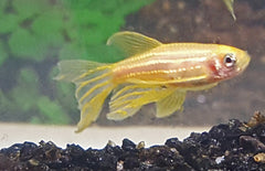 Brachydanio Rerio Gold Zebradanio Goud