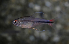 Hemigrammus Filamentosus