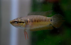 Pseudosphromenus Cupanus M Spitsstaartparadijsvis