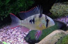 Mikrogeophagus Altispinosus M Boliviaanse Ramirezi