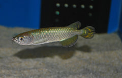 Scleropages Jardini Australische Arowana