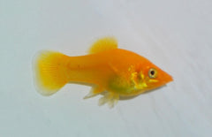 Poecilia Sphenops Molly Goldust