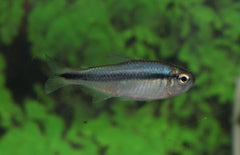 Hyphessobrycon Sp.blue Ribbon