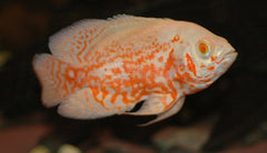 Astronotus ocellatus Albino