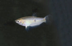 Parasphaerichthys Ocellatus Chocolade Gourami Birma