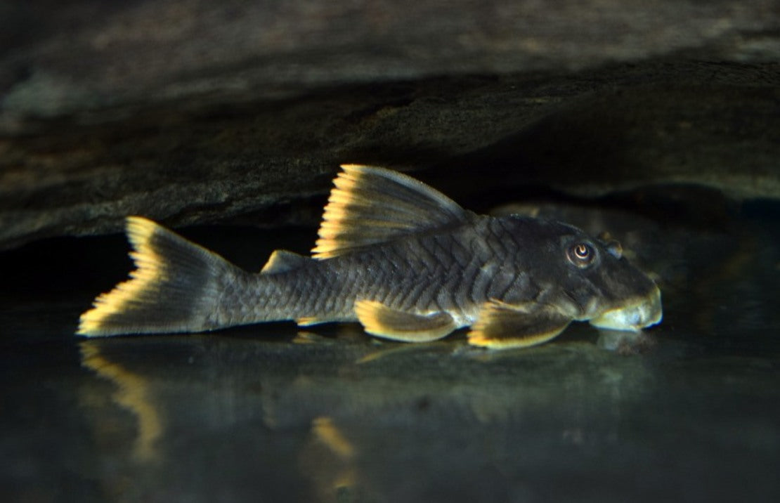 Peckoltia sp. (L076)