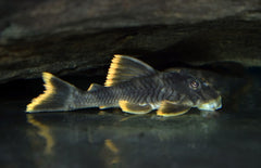 Peckoltia sp. (L076)