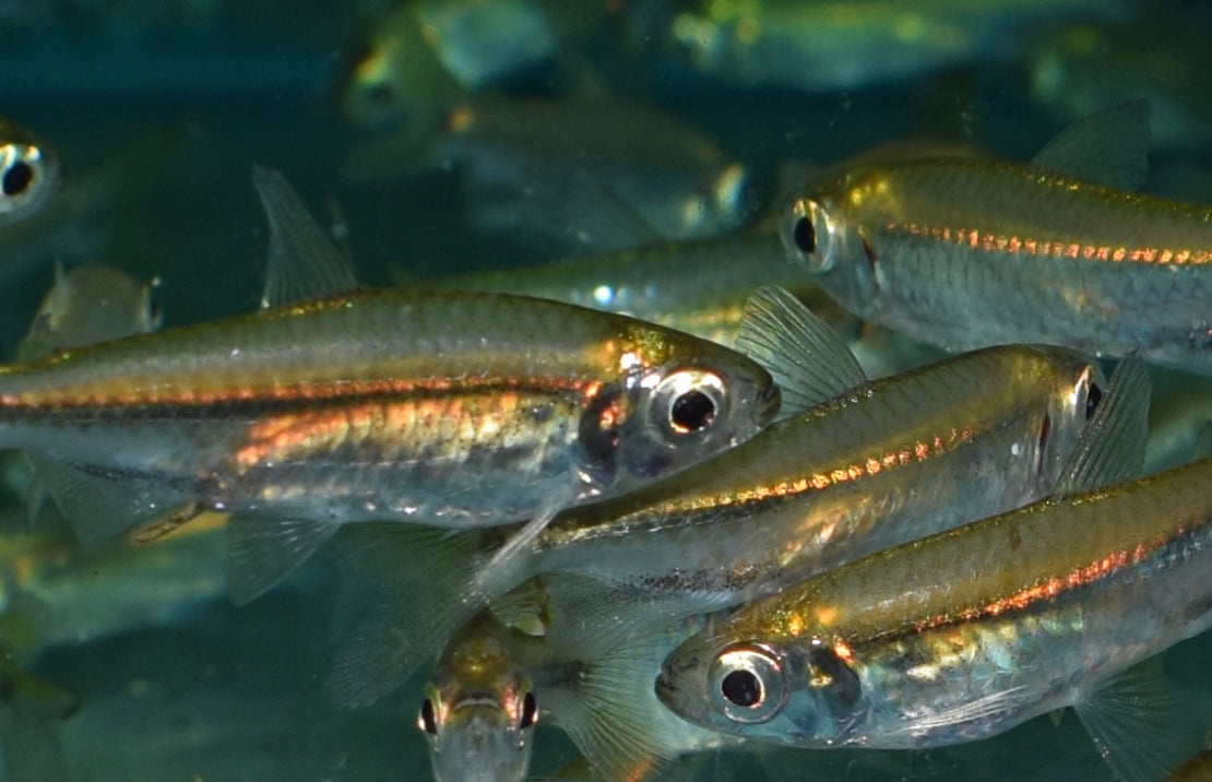 Rhabdalestes septentrionalis M Kongozalm septentrionalis