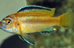Melanochromis Johannii Malawi Cichlide