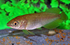 Heterotis Niloticus S Afrikaanse Arowana