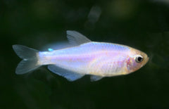 Inpaichthys Kerri pink-gold