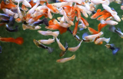 Poecilia Reticulatus Mix Dutch-france Flag Male M Gup Mix Dutch Flag Man