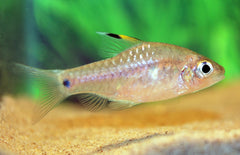Oreichthys crenuchoides hoogvinbarbeel
