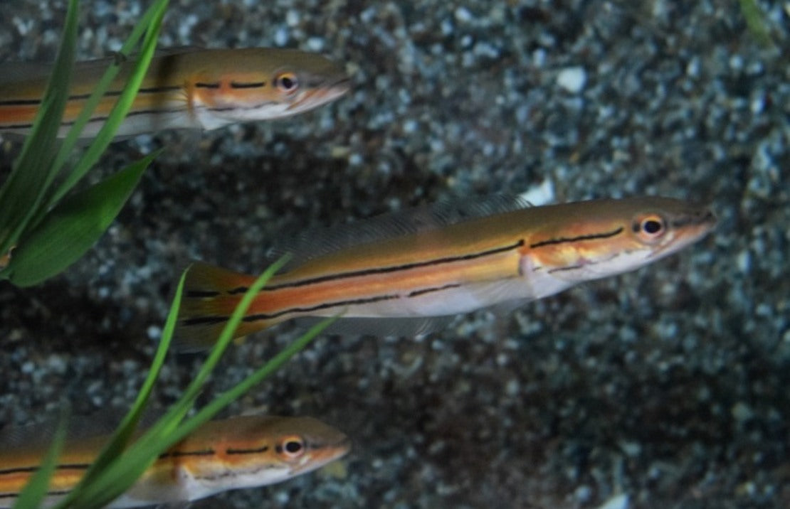 Channa Diplogramma - Malabar Slangenkopvis