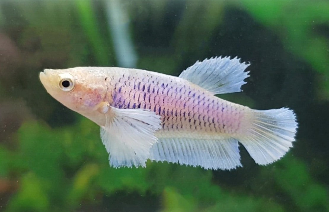 Betta Splendens Dumbo Ear Female M Kempvis Dumbo Ear Vrouw