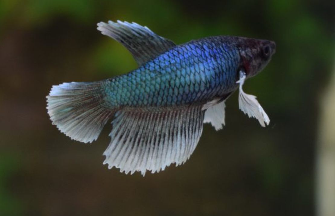 Betta Splendens Dumbo Ear Female M Kempvis Dumbo Ear Vrouw