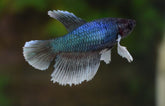 Betta Splendens Dumbo Ear Female M Kempvis Dumbo Ear Vrouw