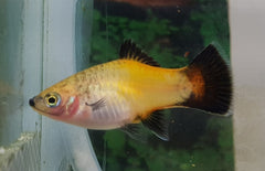 xiphophorus maculatus platy wagtail goud