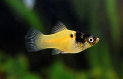 platy bumblebee