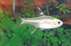 Pristella Maxilaris Gold Roodstaartzalm Goud