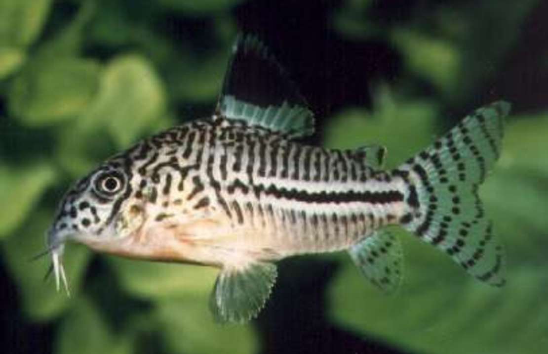 Corydoras julii