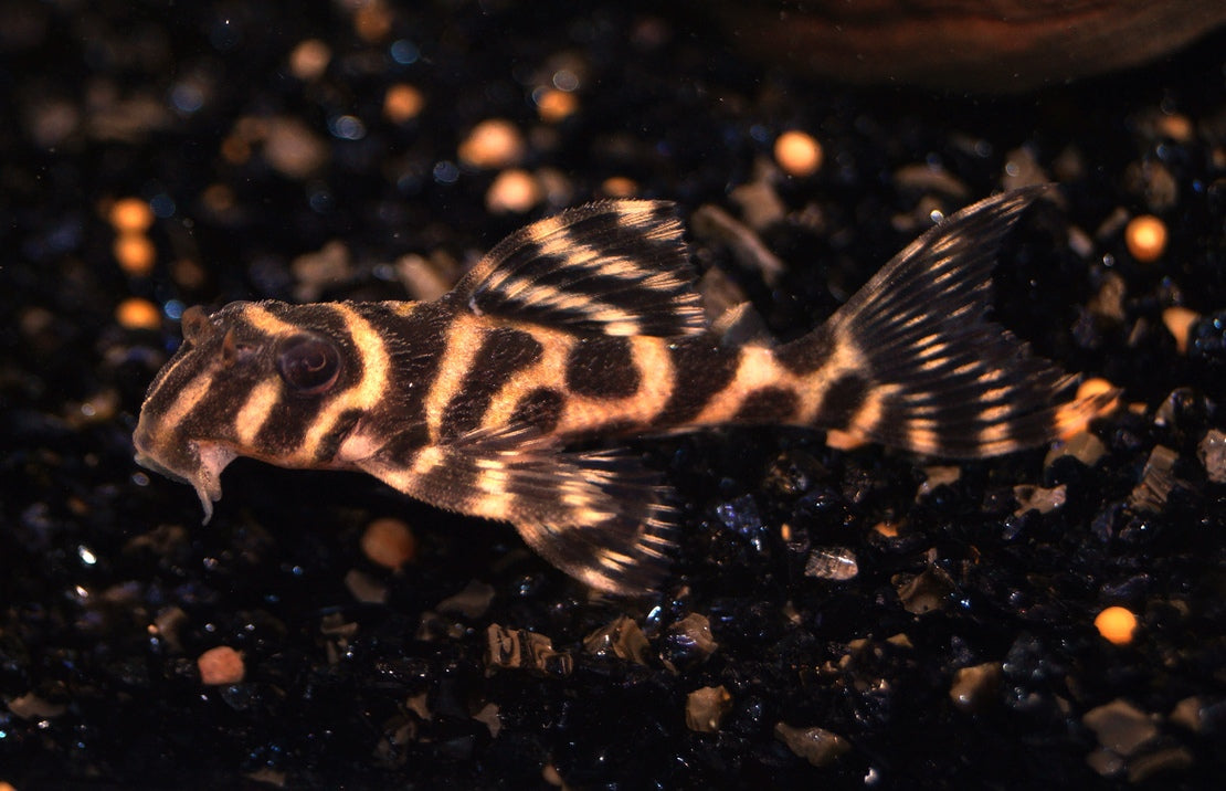 L236 Hypancistrus sp. L