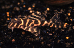 L236 Hypancistrus Sp. L