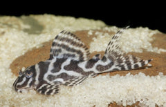 L236 Hypancistrus Sp. L