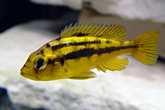 Haplochromis cribensis