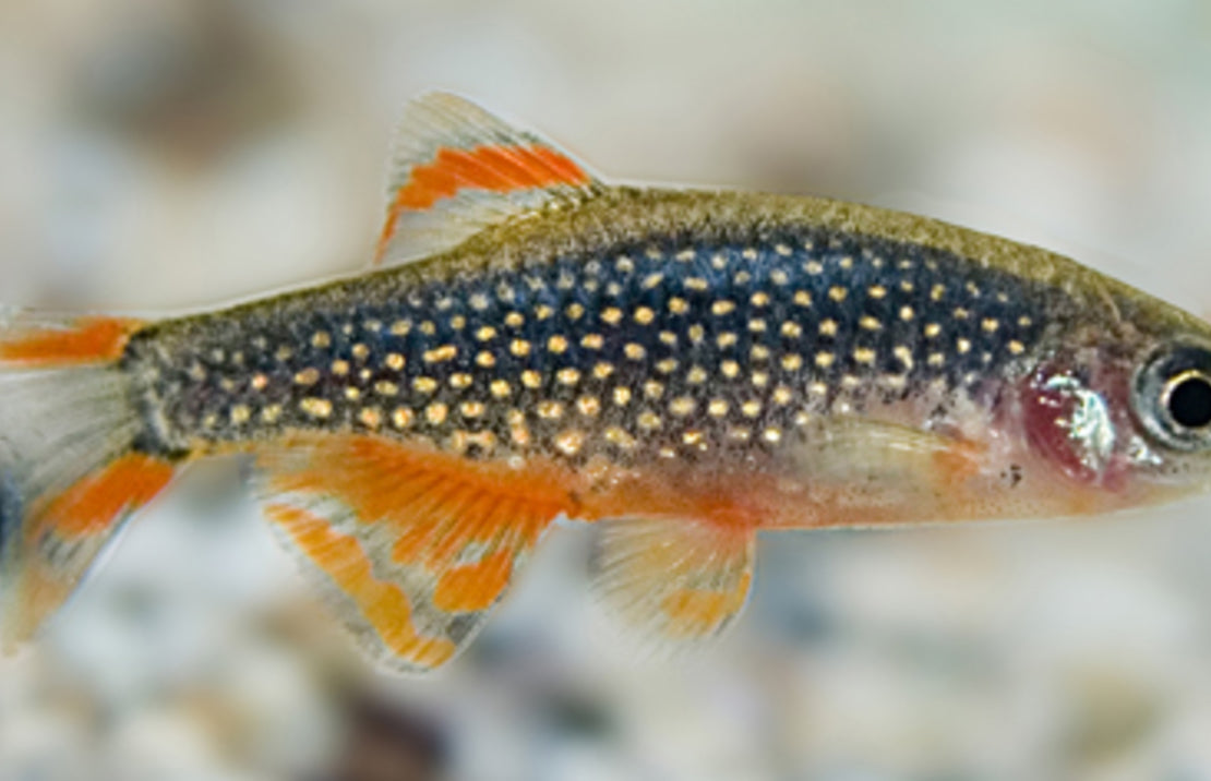 Danio margaritatus Rasbora Galaxy