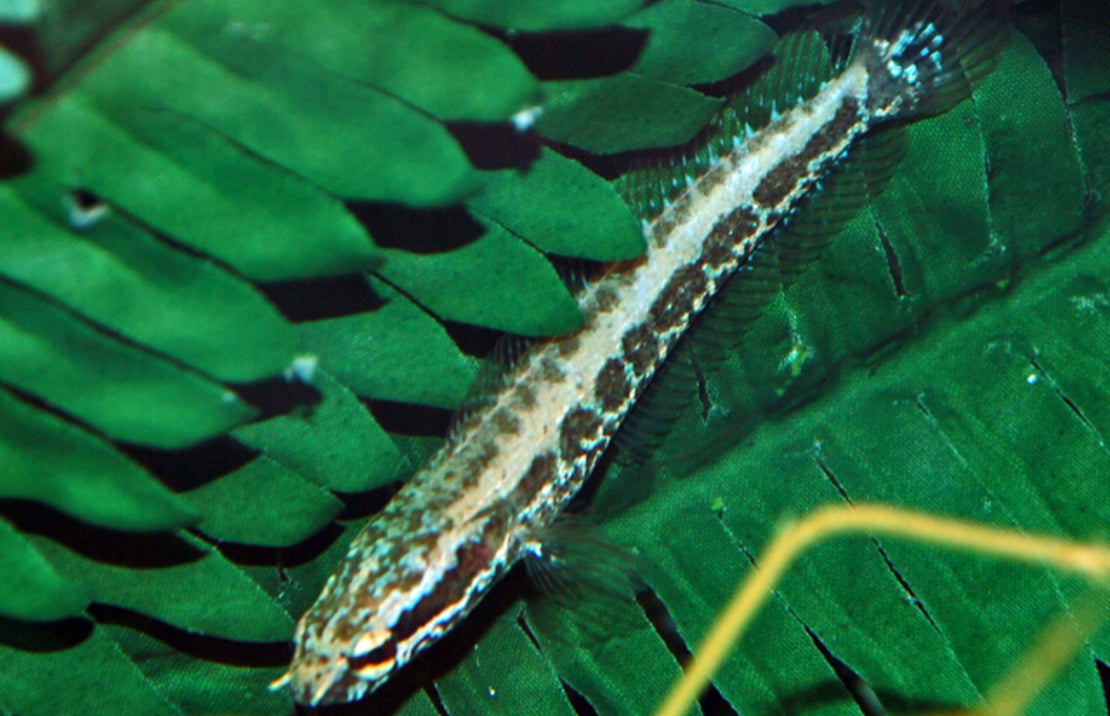Parachanna obscura
