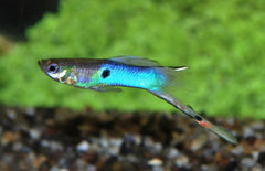 Poecilia Wingei Japan Blue Male M