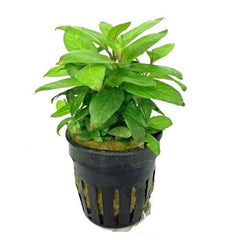 Staurogyne Rubescens