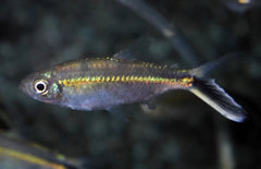 Thayeria Obliqua L Pinguin Tetra
