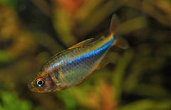 Hyphessobrycon Wadai Tetra Wadai