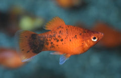 Xiphophorus maculatus platy Rood Spotted