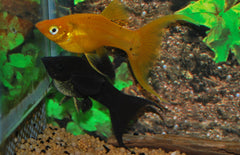Poecilia velifera Hoogvinkarper Mix Sluier