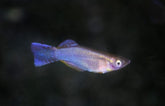 Procatopus Similis Edea M Lichtoogje Similis Edea