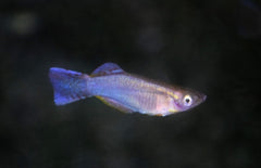 Procatopus Similis Edea M Lichtoogje Similis Edea