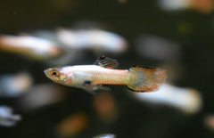 Poecilia Wingei Neon Pink White Male M Endler Gup Neon Roze Wit Man