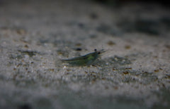 Neocaridina Davidi Green Velvet M Green Velvet Garnaal