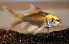 Ghost Koi karper Butterfly 7-10 cm