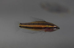 Parosphromenus Sp. Sentang Prachtgoerami Sentang