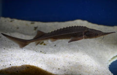 Siberische Steur Acipenser Baerii 20-25 cm