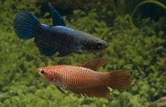 betta spendens kempvis vrouw