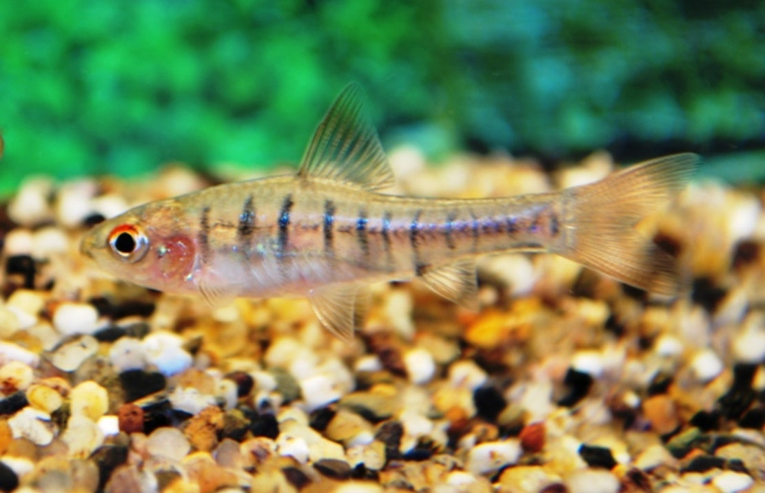 Enteromius fasciolatus M Angola Barbeel
