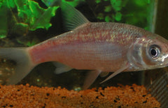 Blauwe Winde 12-16 cm