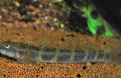 Sicydium Crenilabrum