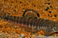 Pseudogastromyzon Fasciatus